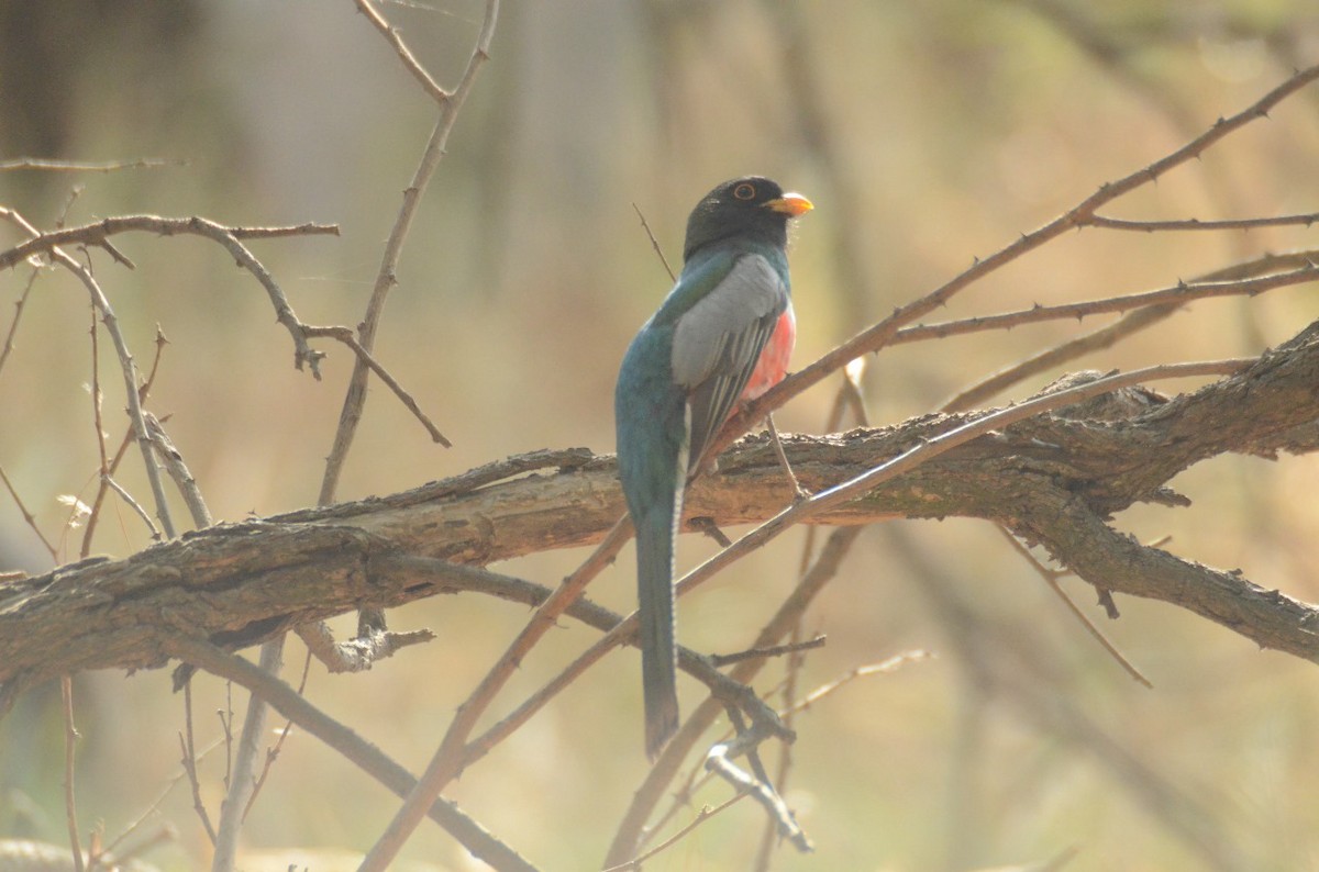 Coppery-tailed Trogon - Alfredo Fuentes