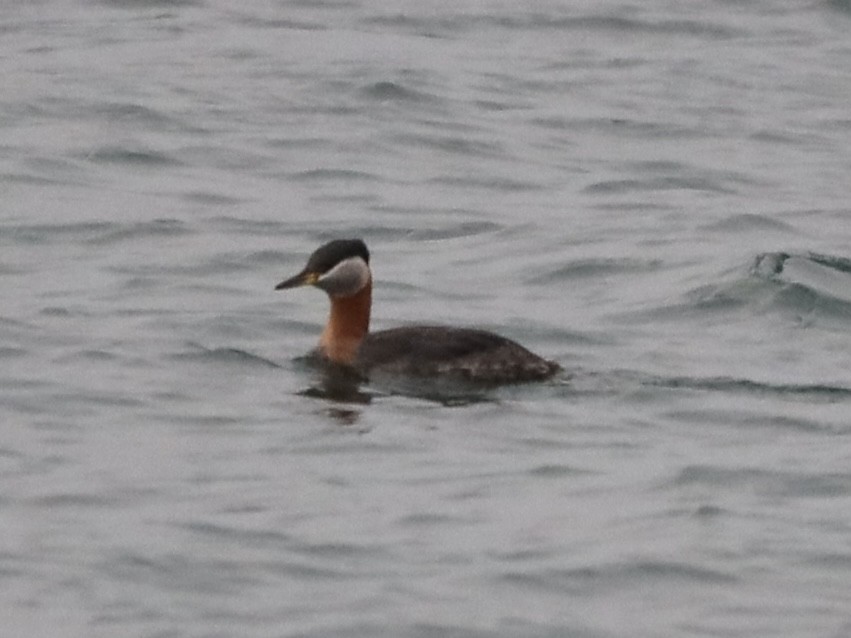 Red-necked Grebe - ML616112043