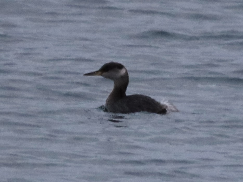 Red-necked Grebe - ML616112044