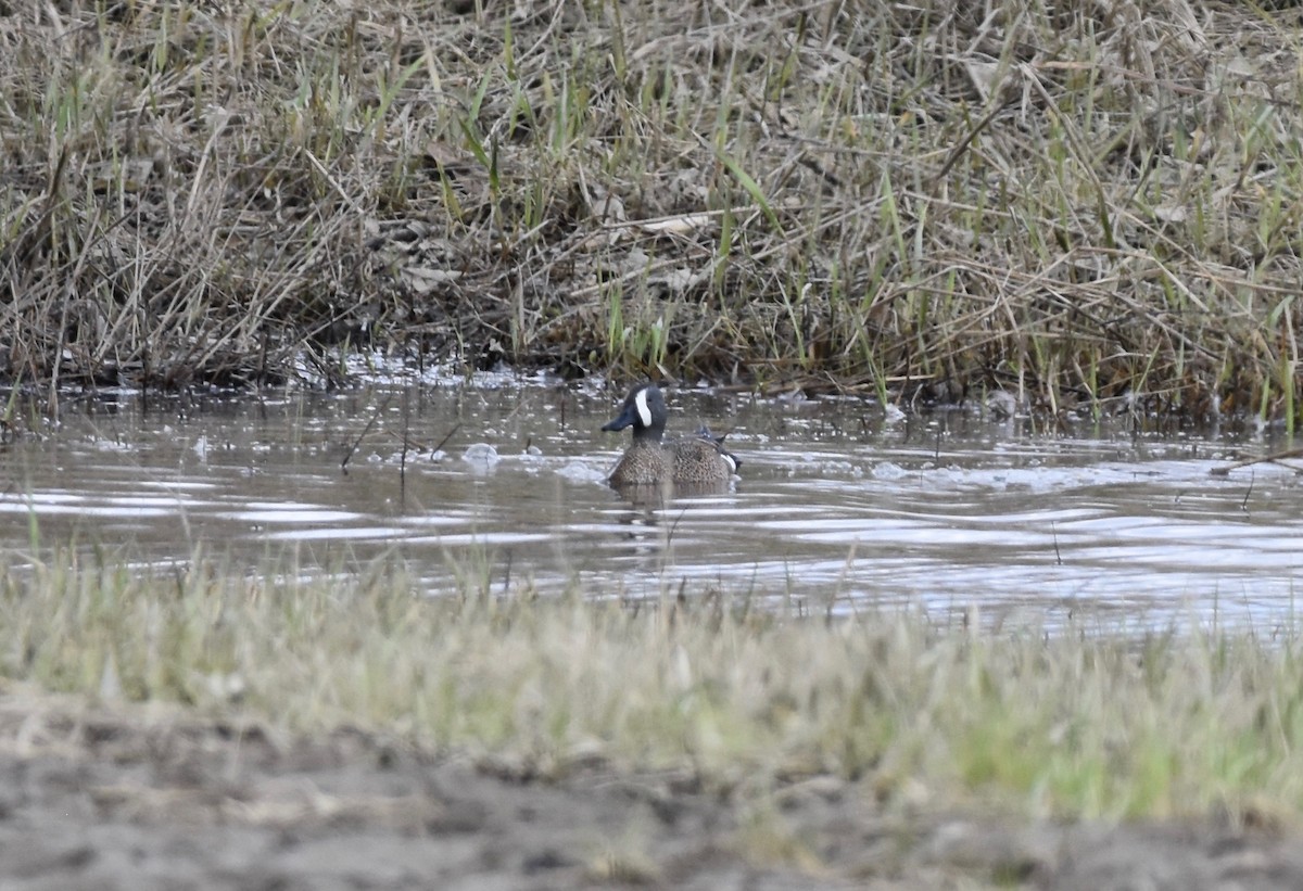 Blue-winged Teal - Patricia Zucco