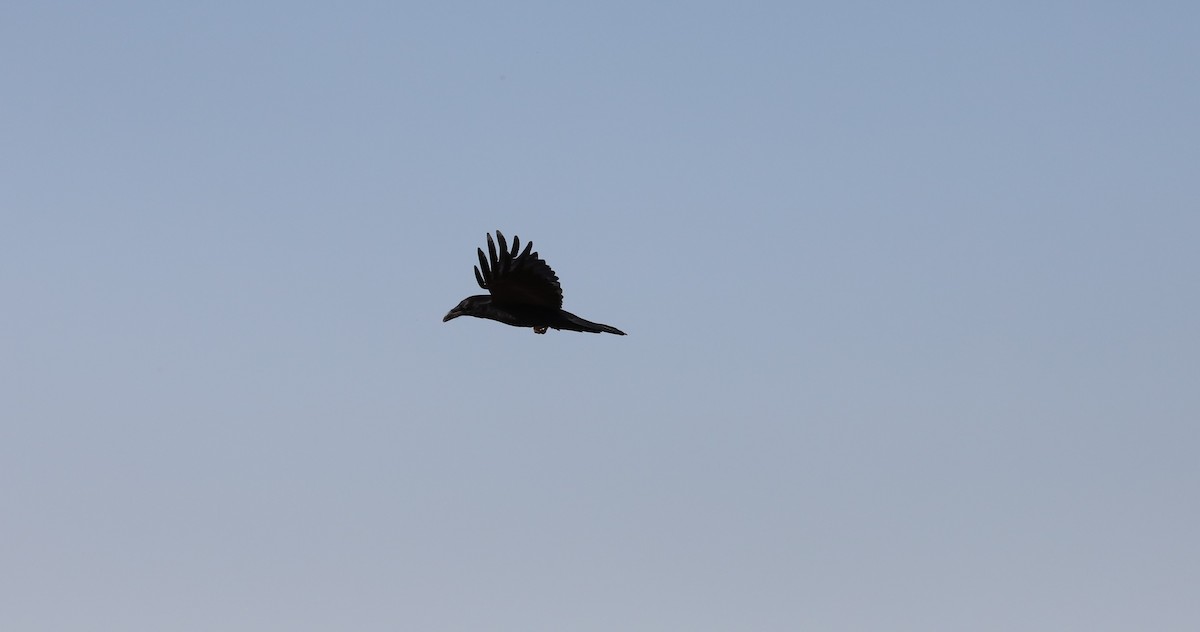 Common Raven - ML616112053