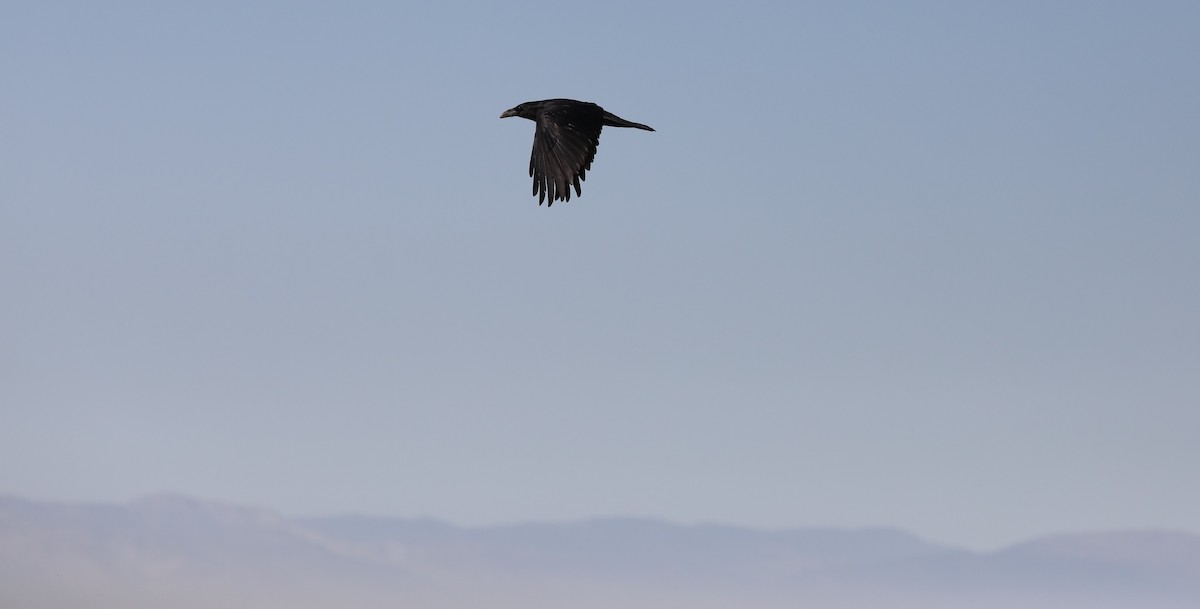 Common Raven - Diane Eubanks