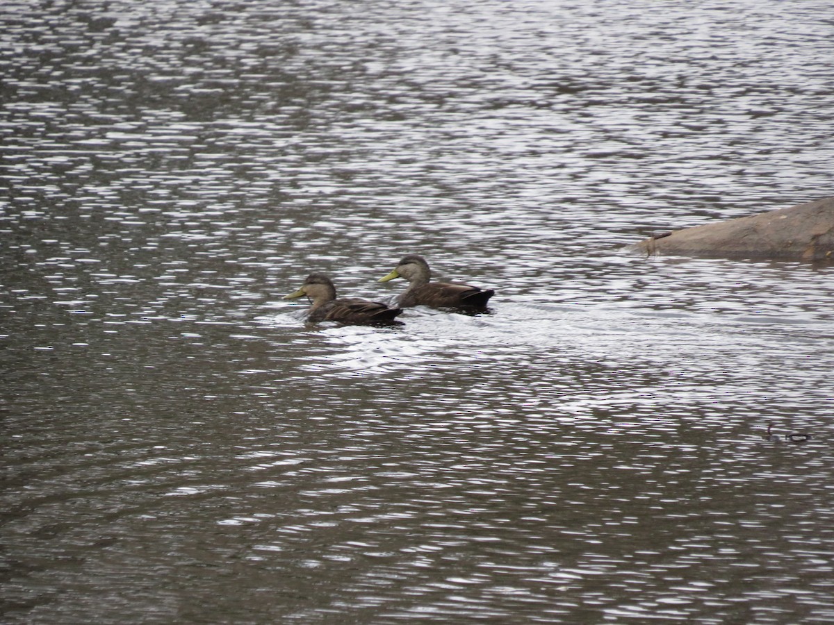 American Black Duck - ML616112103