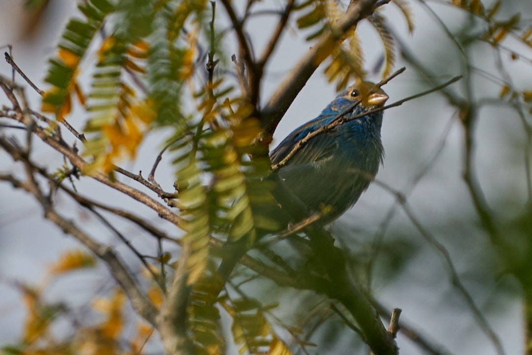 Indigo Bunting - ML616112113