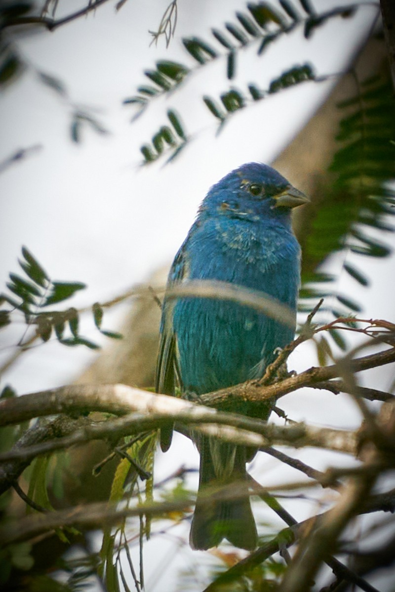 Indigo Bunting - ML616112114