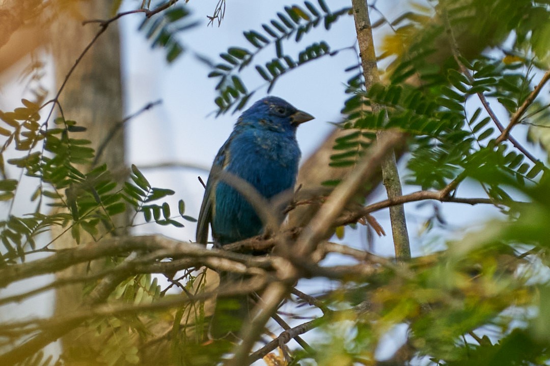 Indigo Bunting - ML616112115