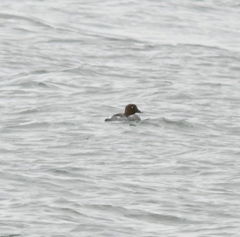 Common Goldeneye - Regis Fortin