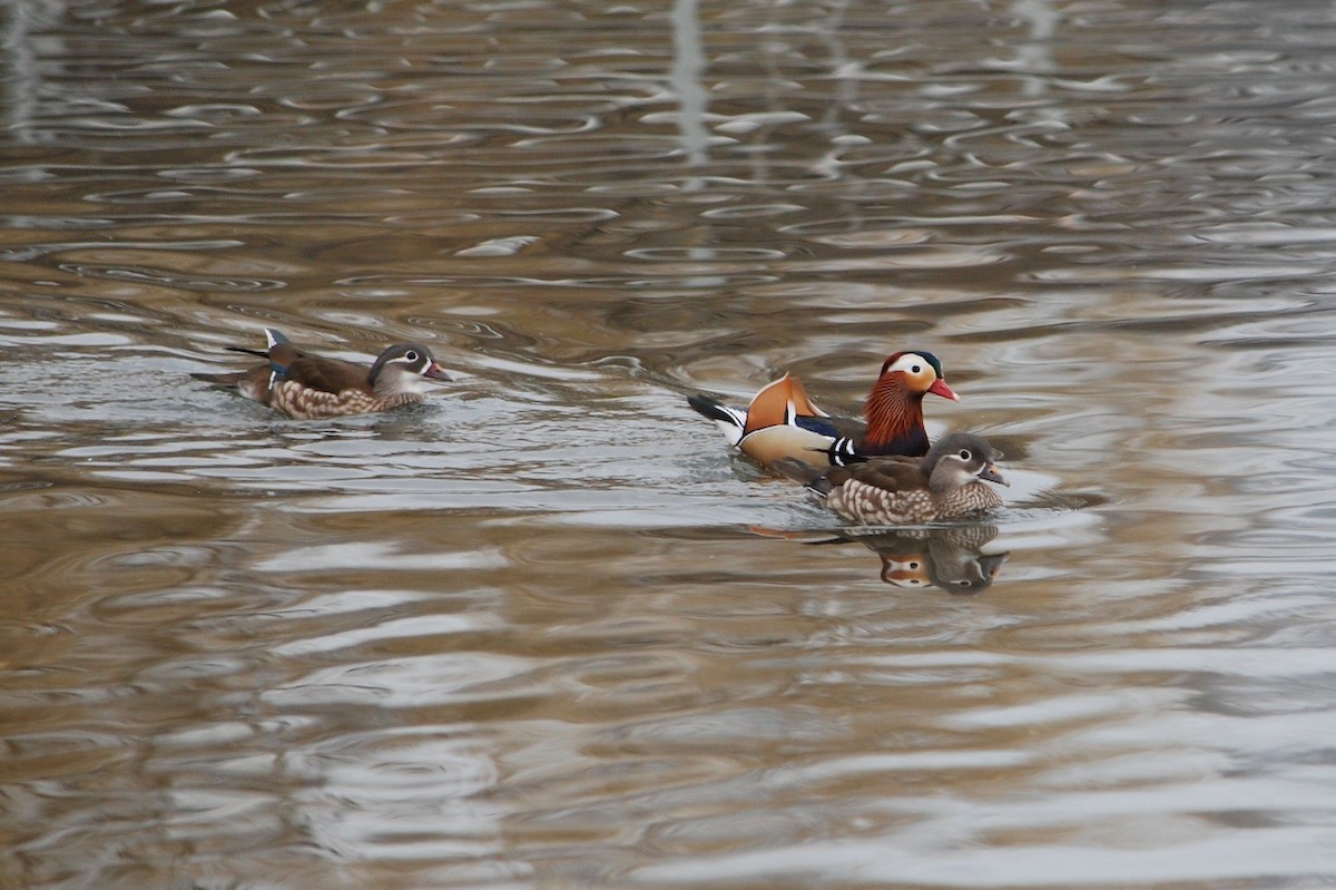 Mandarin Duck - ML616112314