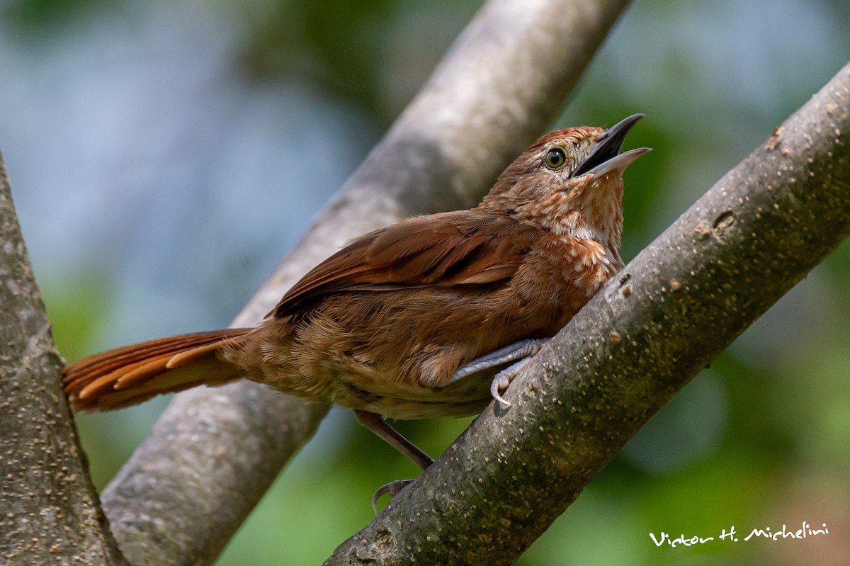 Spot-breasted Thornbird - ML616112337