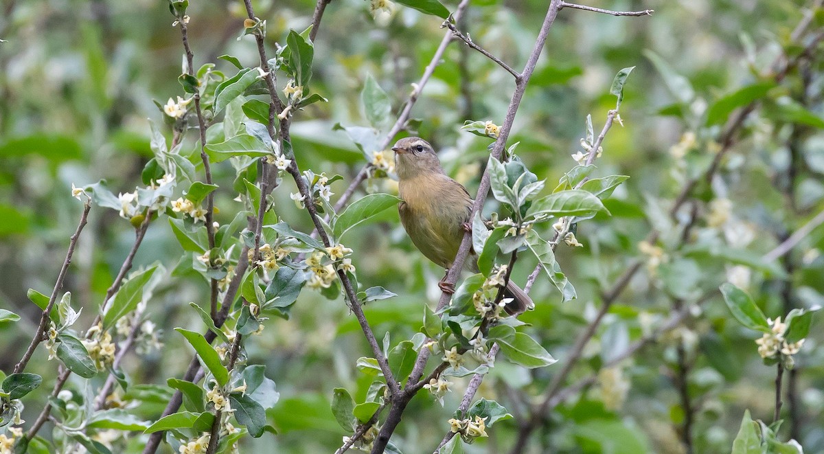 Buff-throated Warbler - ML616112360