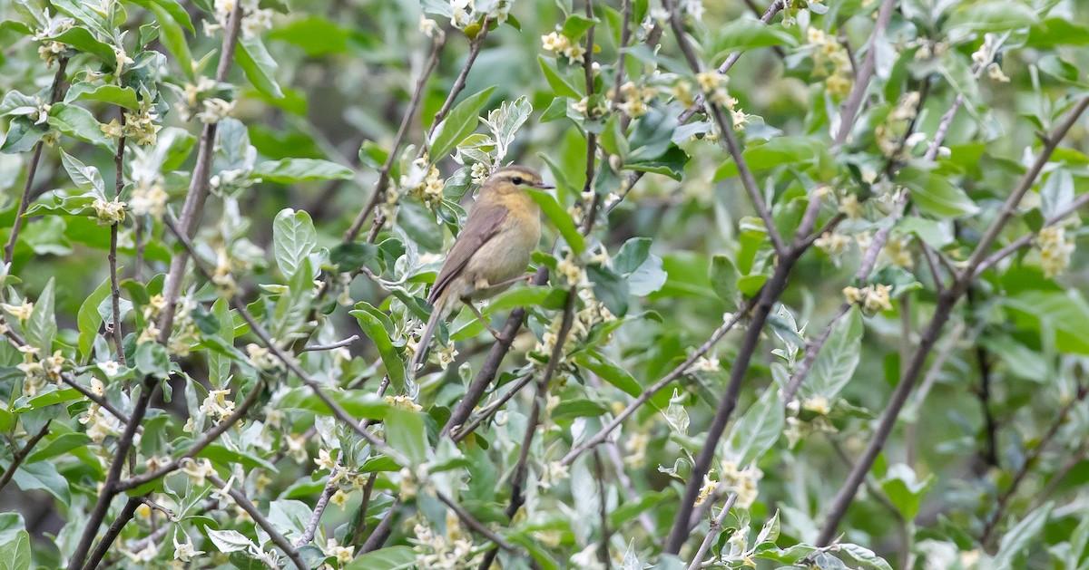 Buff-throated Warbler - ML616112361