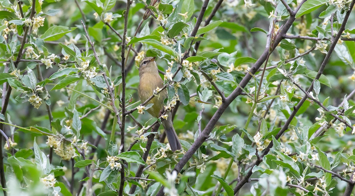 Buff-throated Warbler - ML616112363