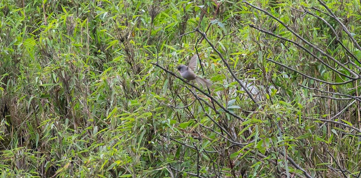 Gray-headed Parrotbill - ML616112383