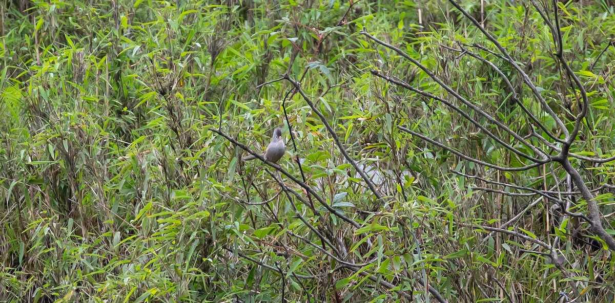 Gray-headed Parrotbill - ML616112385