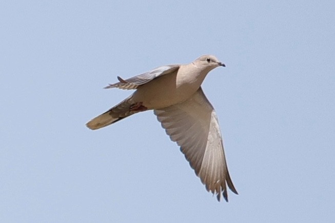 Eurasian Collared-Dove - ML616112391