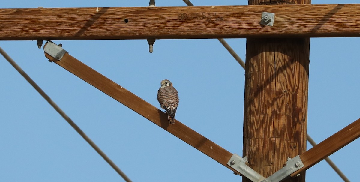 American Kestrel - ML616112397