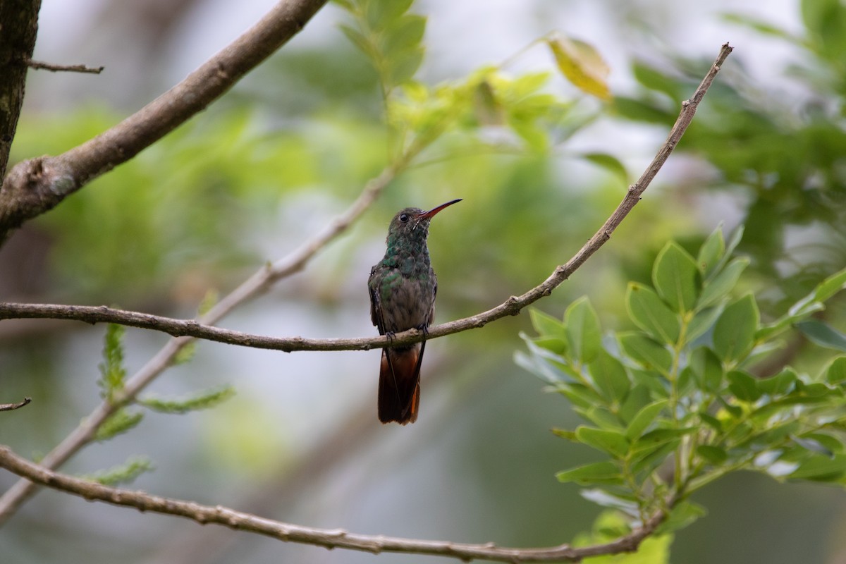 Rufous-tailed Hummingbird - ML616112400