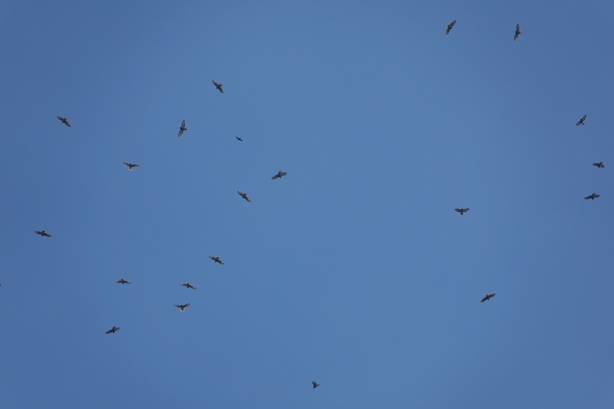 Broad-winged Hawk - B P