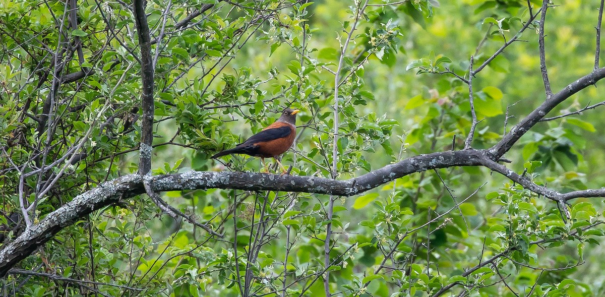 Chestnut Thrush - ML616112414