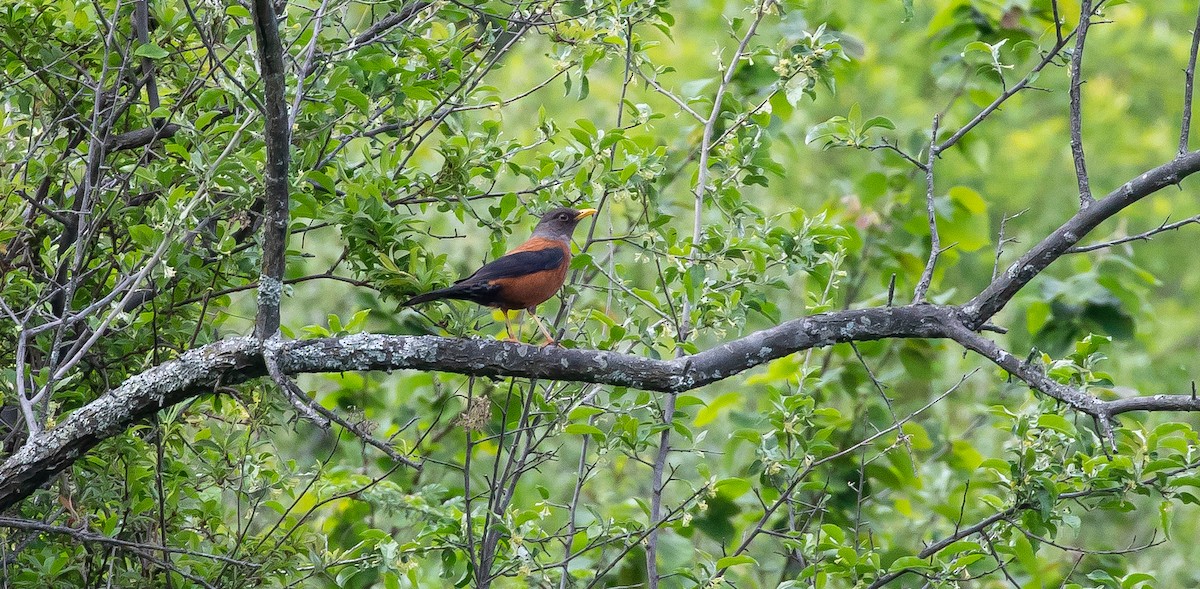 Chestnut Thrush - ML616112415