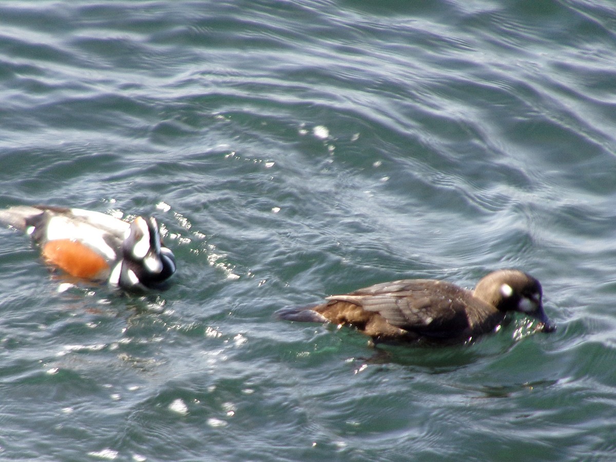 Harlequin Duck - Jacob Beus