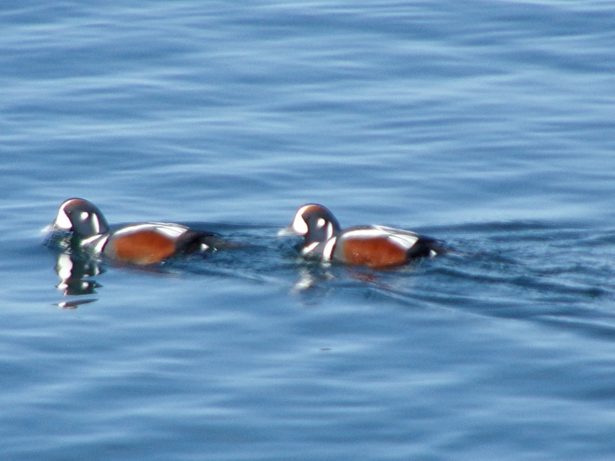 Harlequin Duck - ML616112430