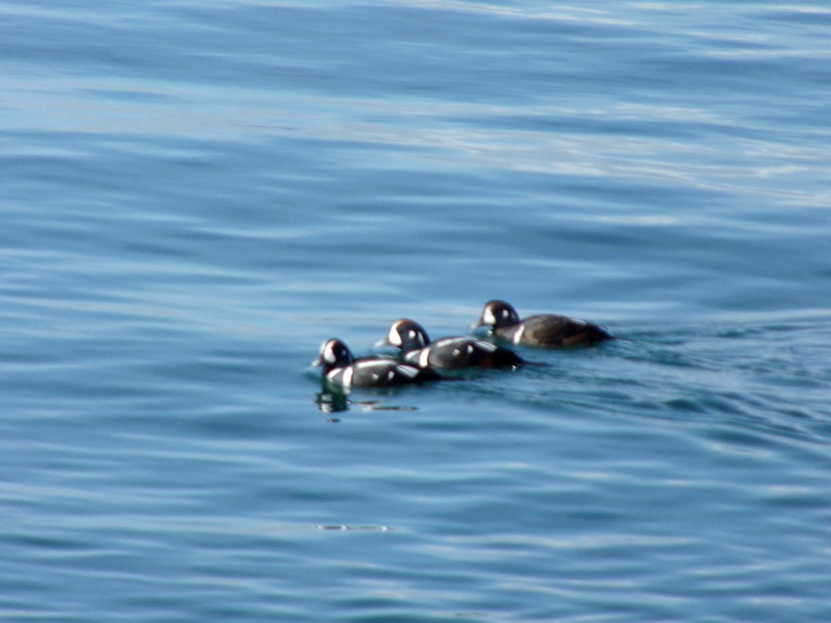 Harlequin Duck - ML616112431