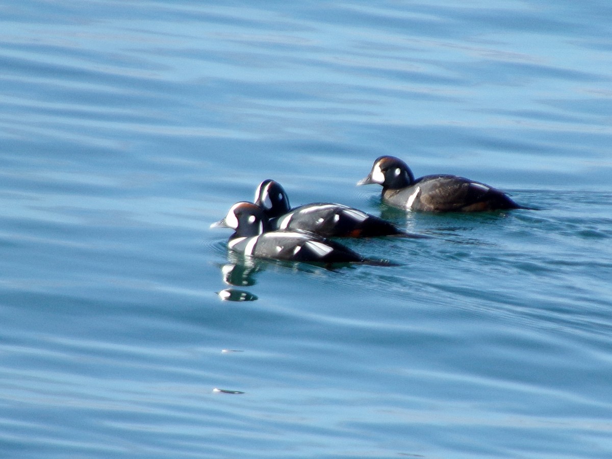 Harlequin Duck - Jacob Beus