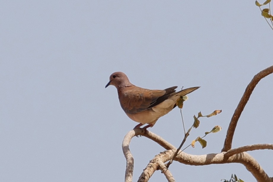 Laughing Dove - ML616112447