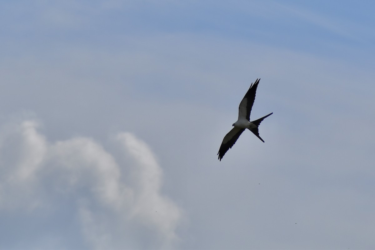 Swallow-tailed Kite - ML616112470