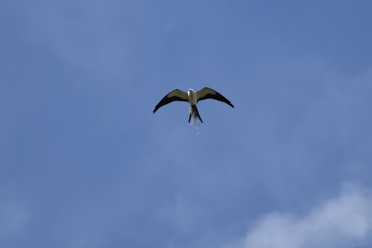 Swallow-tailed Kite - ML616112476