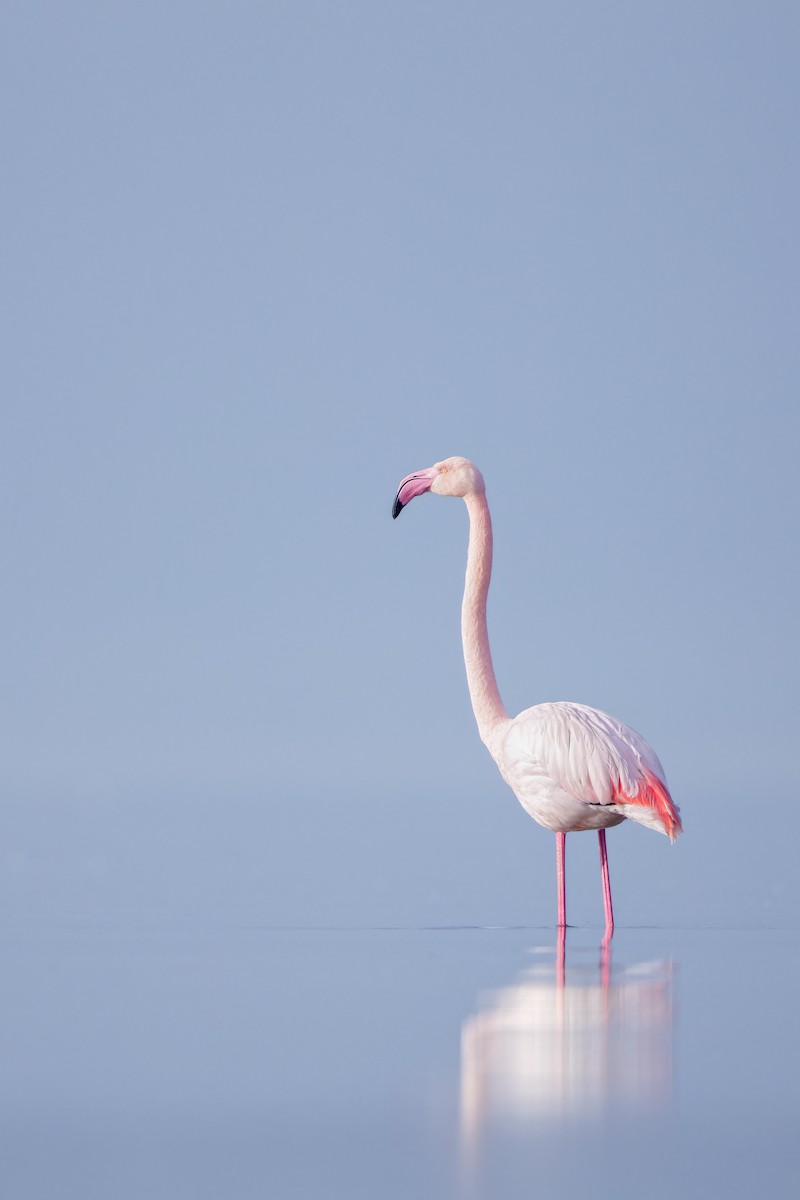 Flamant rose - ML616112484