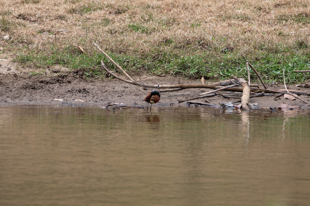 Jacana du Mexique - ML616112496