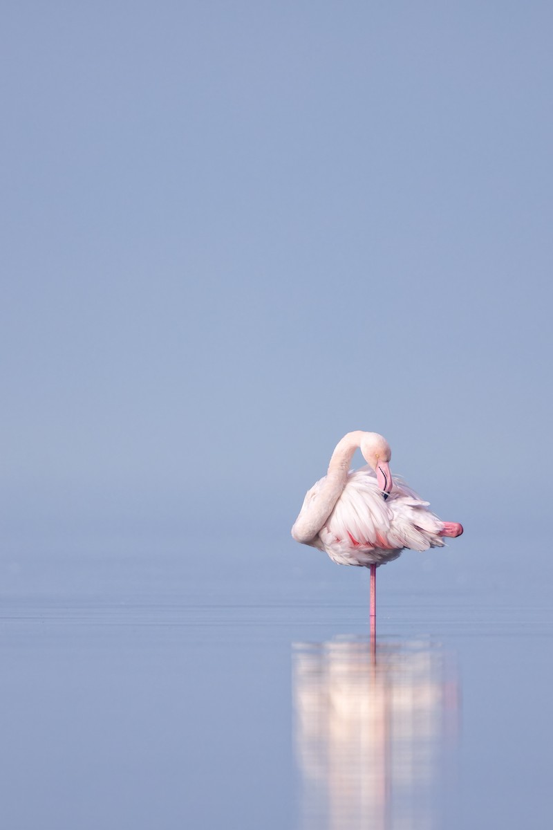 Greater Flamingo - Frédérick Lelièvre