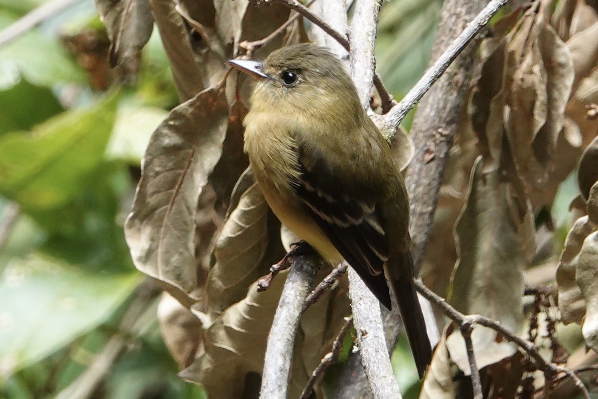 Ochraceous Pewee - B P
