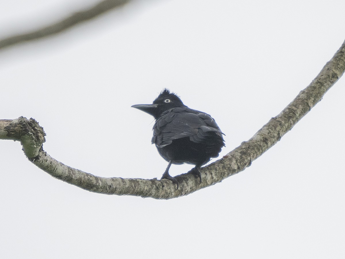 Amazonian Umbrellabird - ML616112521