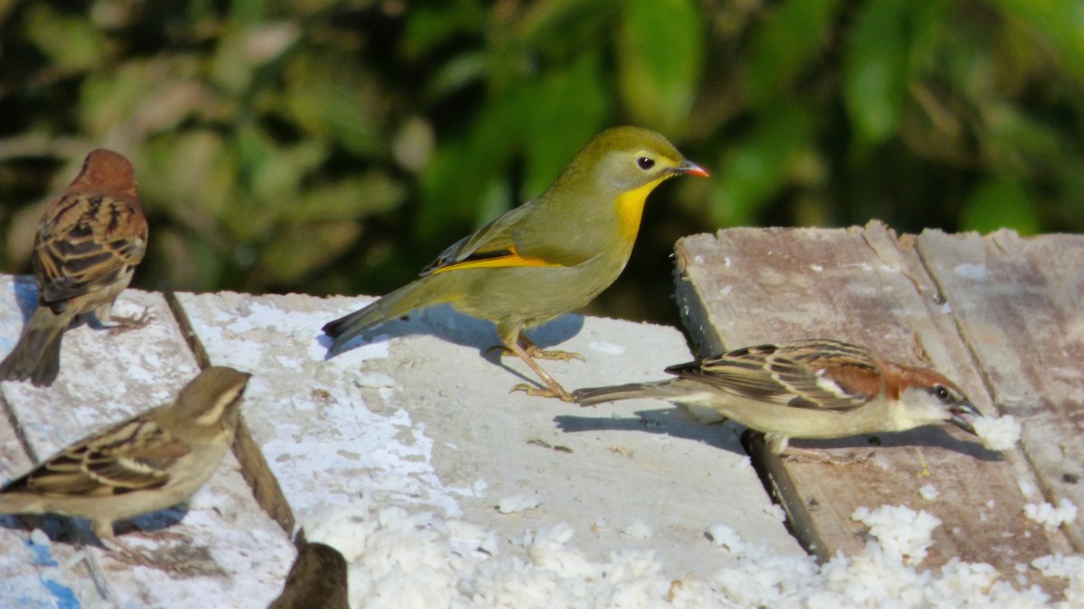 Red-billed Leiothrix - ML616112525