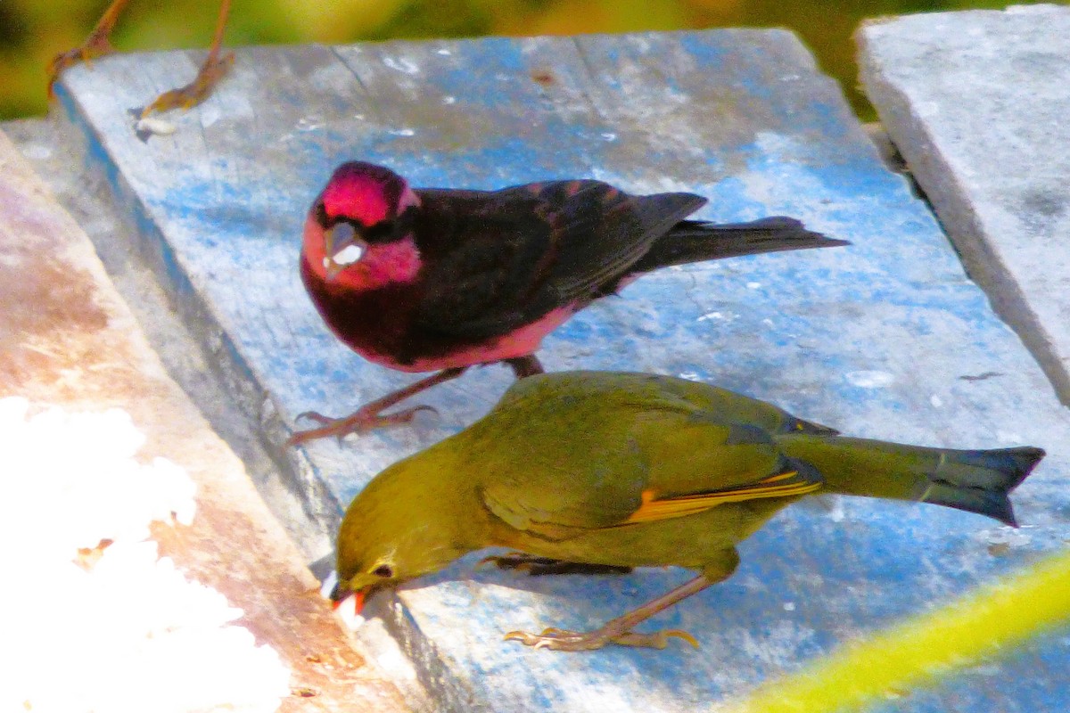 Red-billed Leiothrix - ML616112526