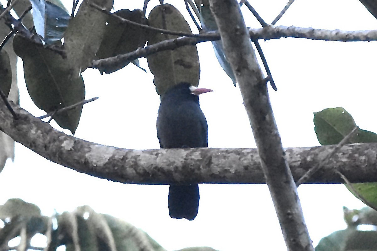 White-fronted Nunbird (White-fronted) - ML616112535