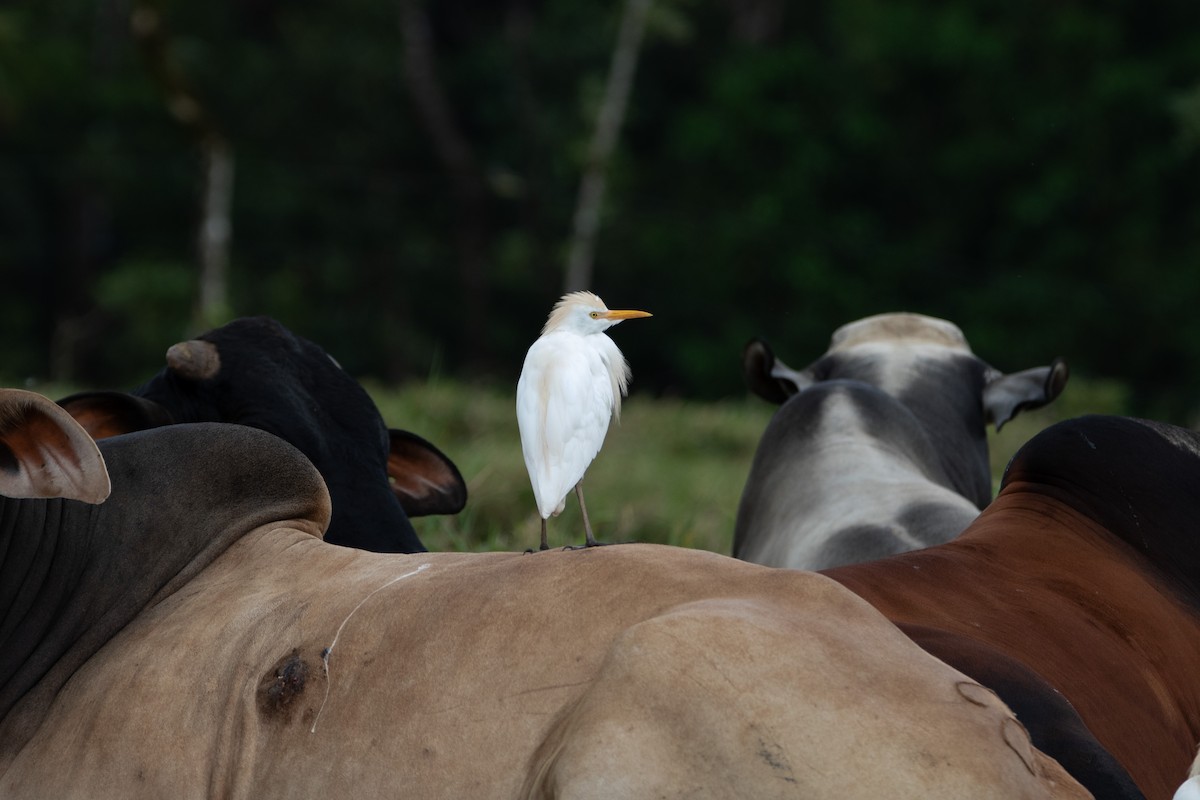 Western Cattle Egret - Mark Price