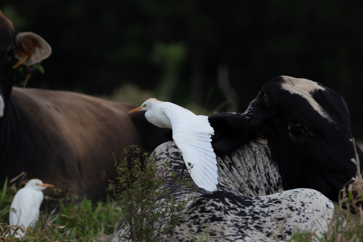 Western Cattle Egret - ML616112546