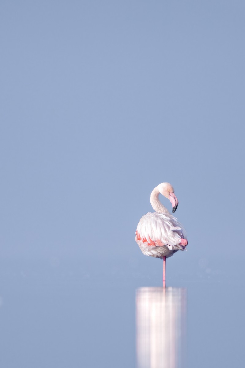 Flamant rose - ML616112551