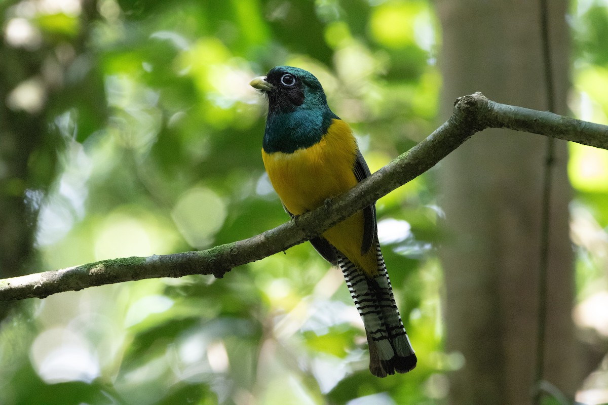 Northern Black-throated Trogon - ML616112572