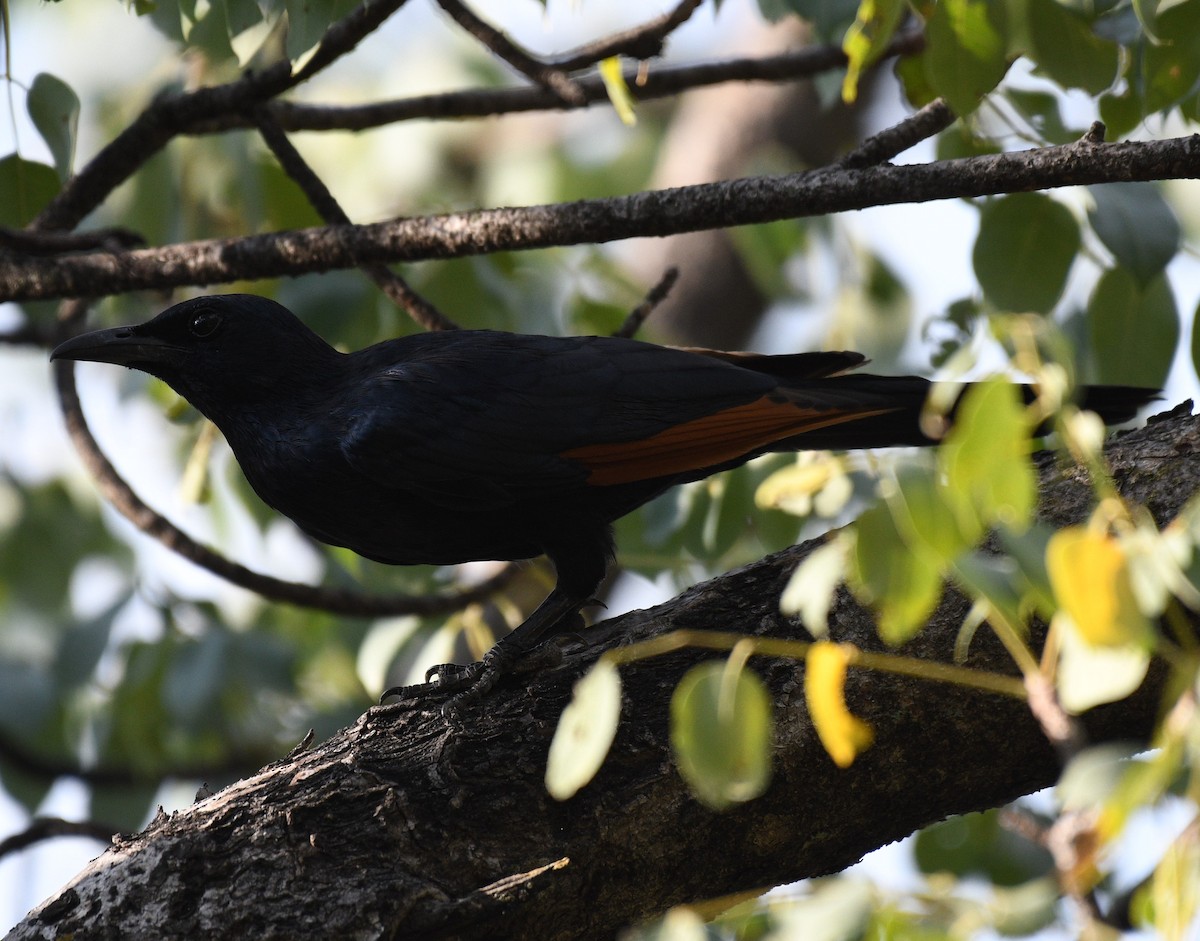 Red-winged Starling - ML616112599