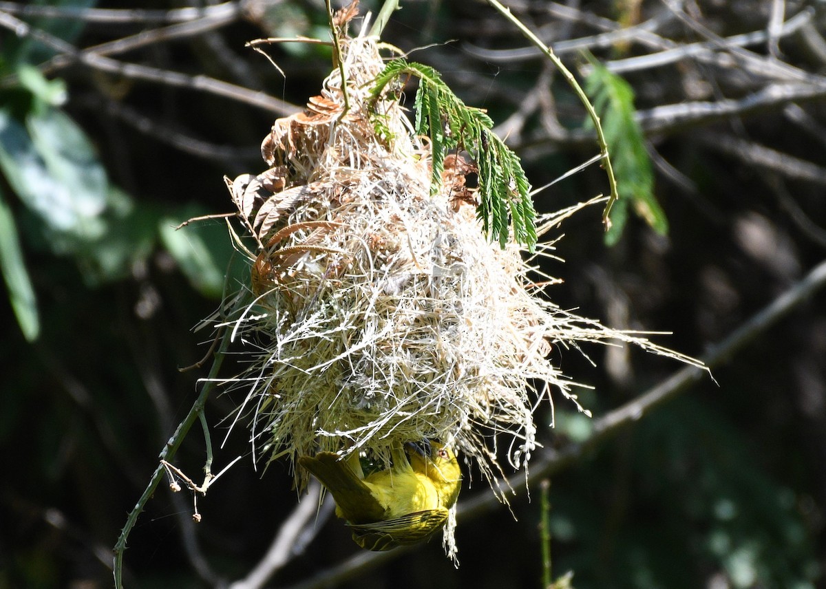 Spectacled Weaver (Yellow-throated) - ML616112645