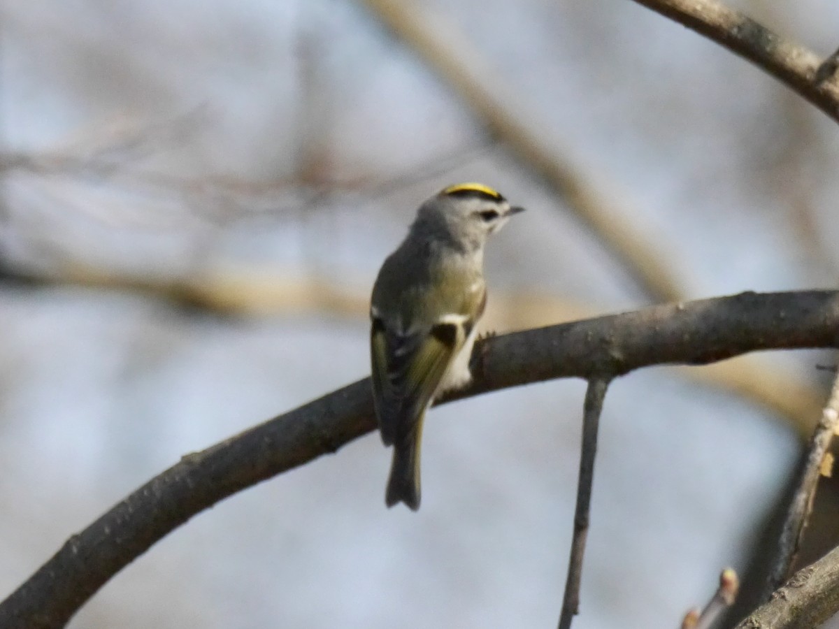 Golden-crowned Kinglet - ML616112669