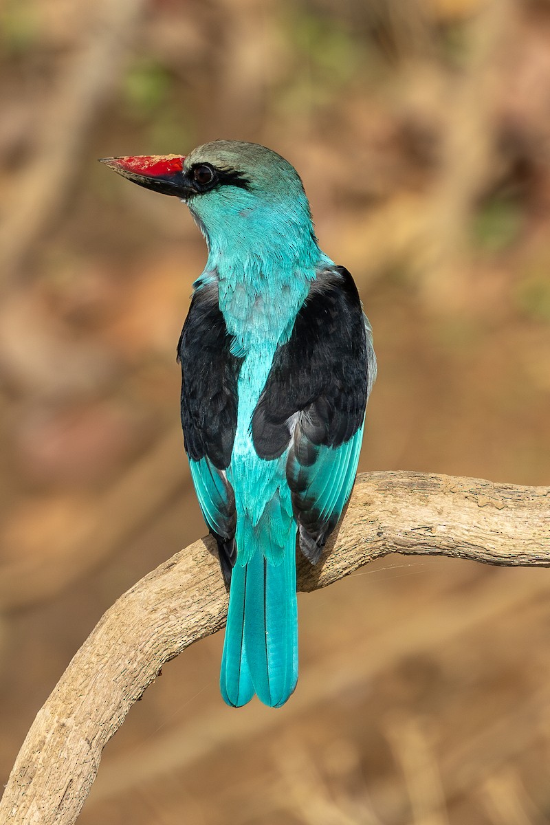 Blue-breasted Kingfisher - Lindsey Napton