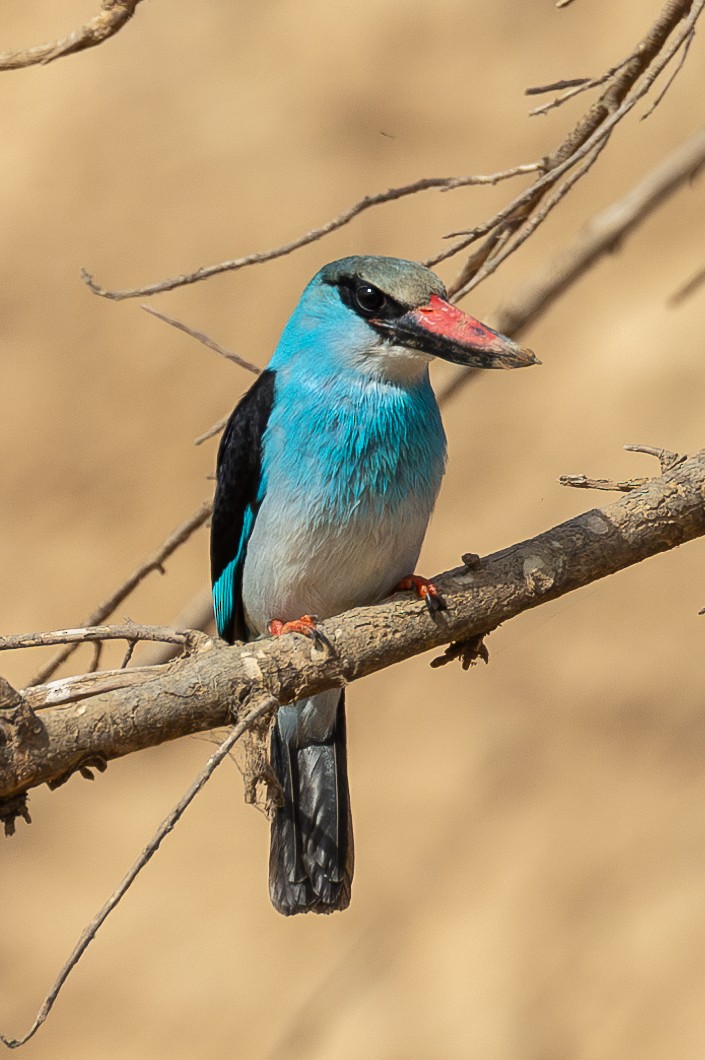 Blue-breasted Kingfisher - Lindsey Napton