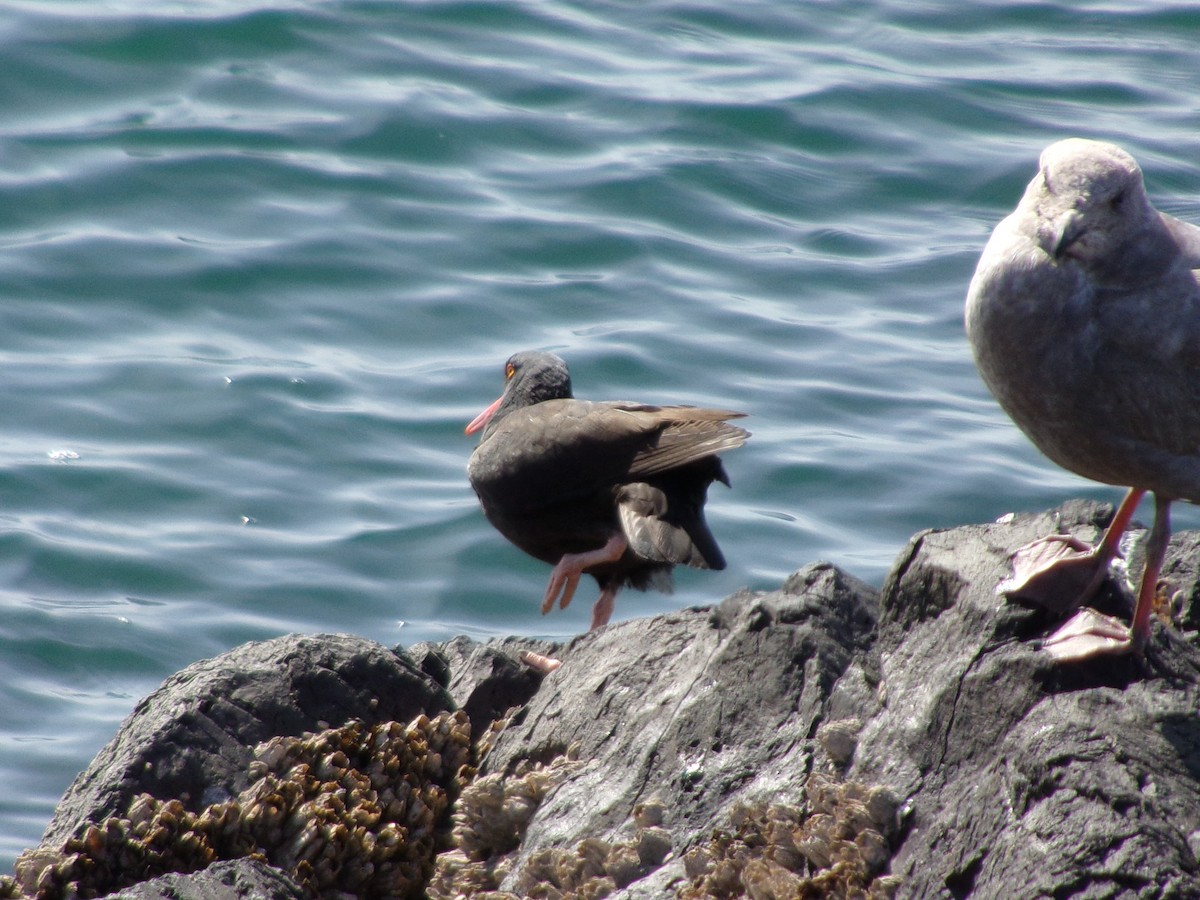 Black Oystercatcher - Jacob Beus