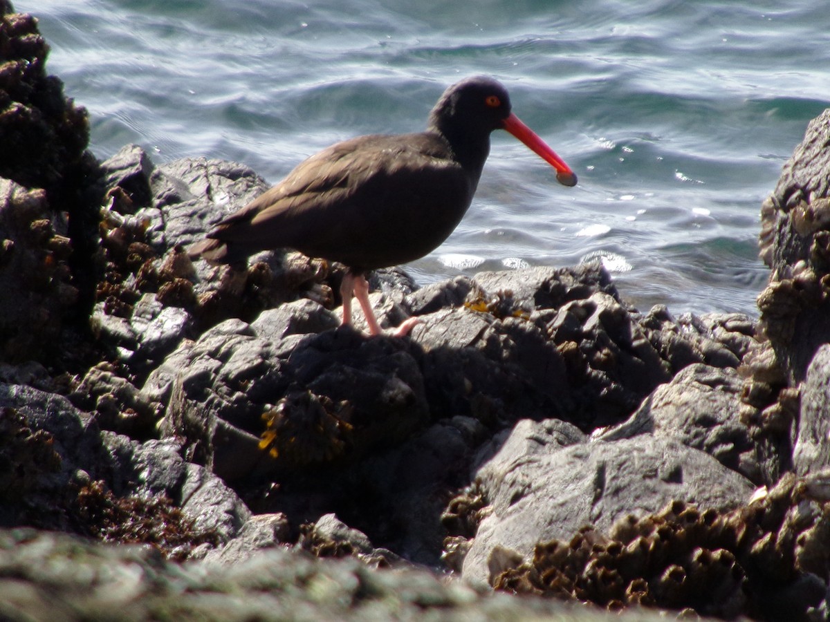 Black Oystercatcher - Jacob Beus